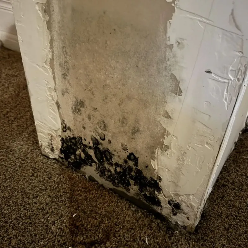 Professional Mold Removal in Redway, CA